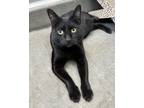 Adopt Jiji a Domestic Short Hair