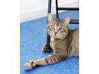 Adopt Jackson Galaxy a Domestic Short Hair