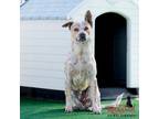 Adopt MUFFIN MAN a Australian Cattle Dog / Blue Heeler