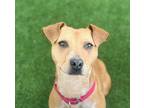 Adopt Xenophone a Australian Cattle Dog / Blue Heeler, Pit Bull Terrier