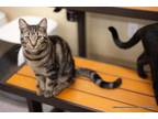 Adopt Aaron a Tabby