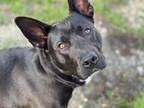 Adopt WILSON a German Shepherd Dog, Pit Bull Terrier