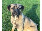 Adopt JORDAN a Mastiff, Boxer