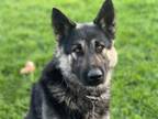 Adopt GOOSE a German Shepherd Dog, Mixed Breed