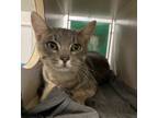 Adopt Sullivan a Domestic Short Hair