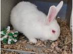 Adopt FABIO a Bunny Rabbit