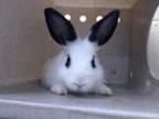 Adopt GORINI a Bunny Rabbit