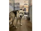 Adopt Bunz a Husky, Mixed Breed