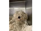 Adopt Grouch a Poodle, Mixed Breed
