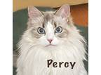 Adopt Percy - OPP a Norwegian Forest Cat