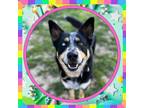 Adopt AJ a German Shepherd Dog, Australian Cattle Dog / Blue Heeler