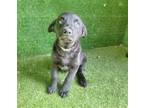 Adopt BENNY a Labrador Retriever, Mixed Breed