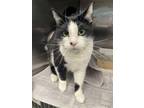 Adopt NINNIRER a Domestic Short Hair