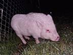 Adopt PIGGY SMALLS a Pig