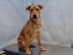 Adopt RED a German Shepherd Dog, Labrador Retriever