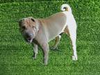 Adopt MUSHU a Shar-Pei