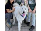 Adopt Primo a Siberian Husky