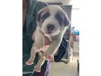 Adopt Fujimoto a Pit Bull Terrier, Mixed Breed
