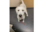 Adopt Baylor a Standard Poodle, Mixed Breed