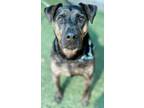 Adopt Max a Rottweiler, Mixed Breed