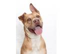 Adopt BLONDIE MAX a Pit Bull Terrier, Mixed Breed