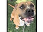 Adopt ROCKY a Pit Bull Terrier, Mixed Breed