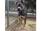 Adopt JIGGY a Pit Bull Terrier, Mixed Breed