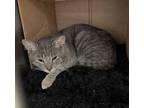 Adopt Sammy a Domestic Short Hair