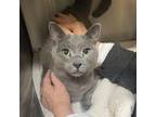 Adopt Duncan a Russian Blue, Domestic Short Hair