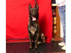 Adopt PILOT a Belgian Shepherd / Malinois