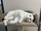 Adopt ROVER a Domestic Short Hair