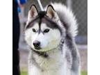 Adopt STEVEN a Siberian Husky