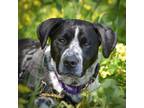 Adopt Toby a Spaniel, Pointer