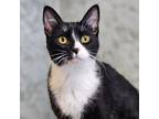 Adopt Smudge a Domestic Short Hair