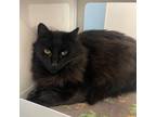 Adopt James a Domestic Long Hair