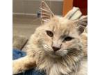 Adopt Pi a Domestic Long Hair