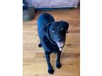 Adopt Digger a Labrador Retriever