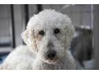 Adopt Casey a Standard Poodle, Mixed Breed