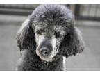 Adopt Norway a Standard Poodle