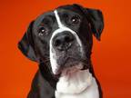 Adopt BRUCE a Mastiff, Mixed Breed