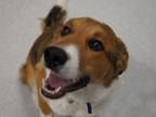 Adopt NEMO a Collie, Mixed Breed