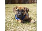 Adopt Asher a American Staffordshire Terrier, Mixed Breed