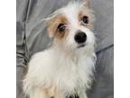 Adopt Mushu a Terrier, Mixed Breed