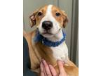 Adopt Felix a Labrador Retriever, Hound