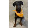 Adopt Buster a Doberman Pinscher