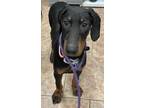 Adopt Bubbles a Doberman Pinscher