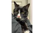 Adopt Mister Mouse a Domestic Short Hair