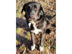 Adopt TOPPER a Newfoundland Dog, Labrador Retriever