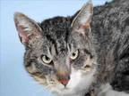 Adopt ERIC a Domestic Short Hair