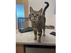 Adopt ROMEO a Domestic Short Hair